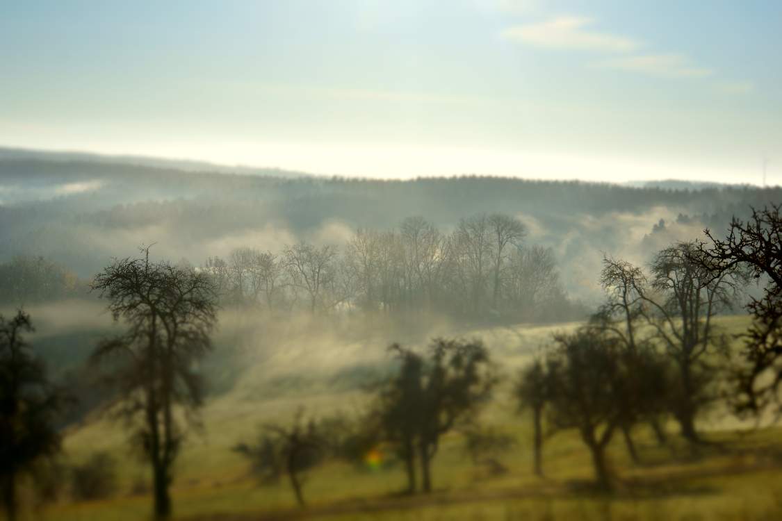 Fotoaufnahme von Bäumen mit Frühnebel